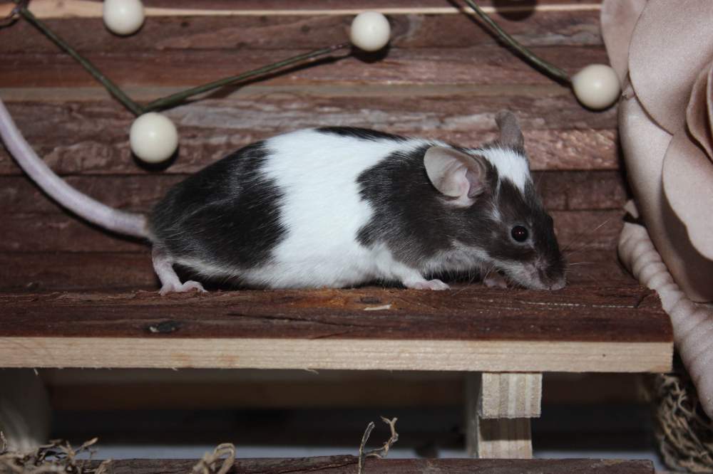 Fancy mouse Retired Mus musculus 