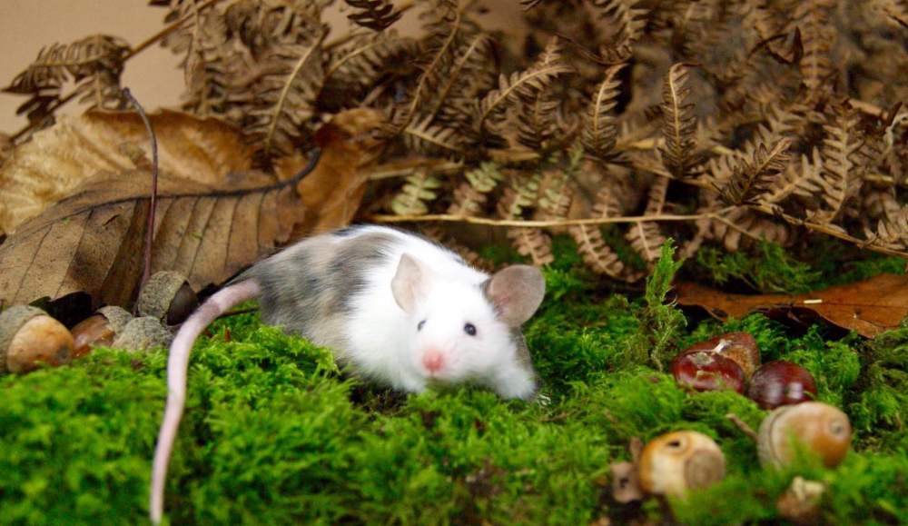 Fancy mouse Retired Mus musculus 