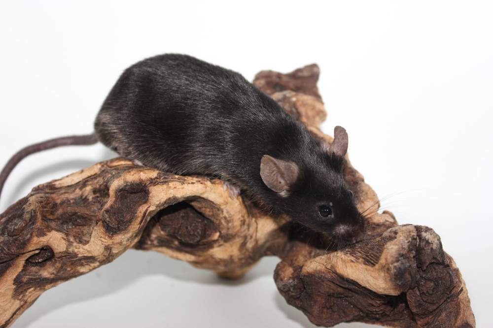 Fancy mouse Rehomed Mus musculus 