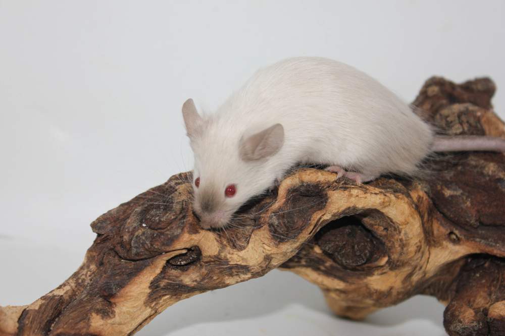 Fancy mouse Breeder Mus musculus 