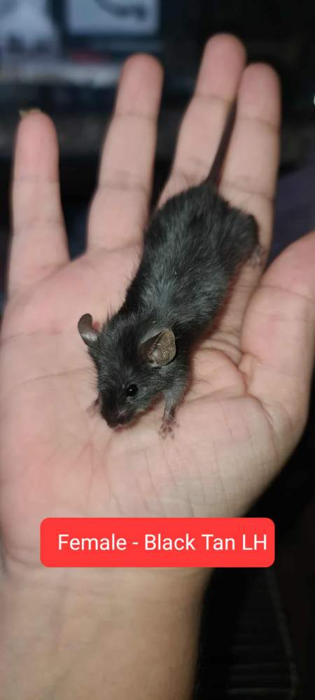 Fancy mouse Lost Mus musculus 