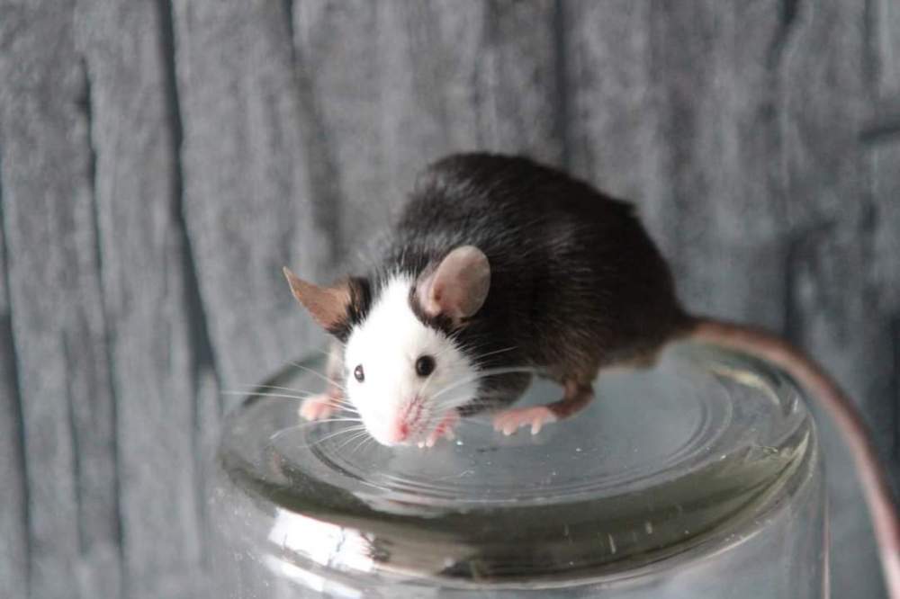 Fancy mouse Retired Mus musculus 