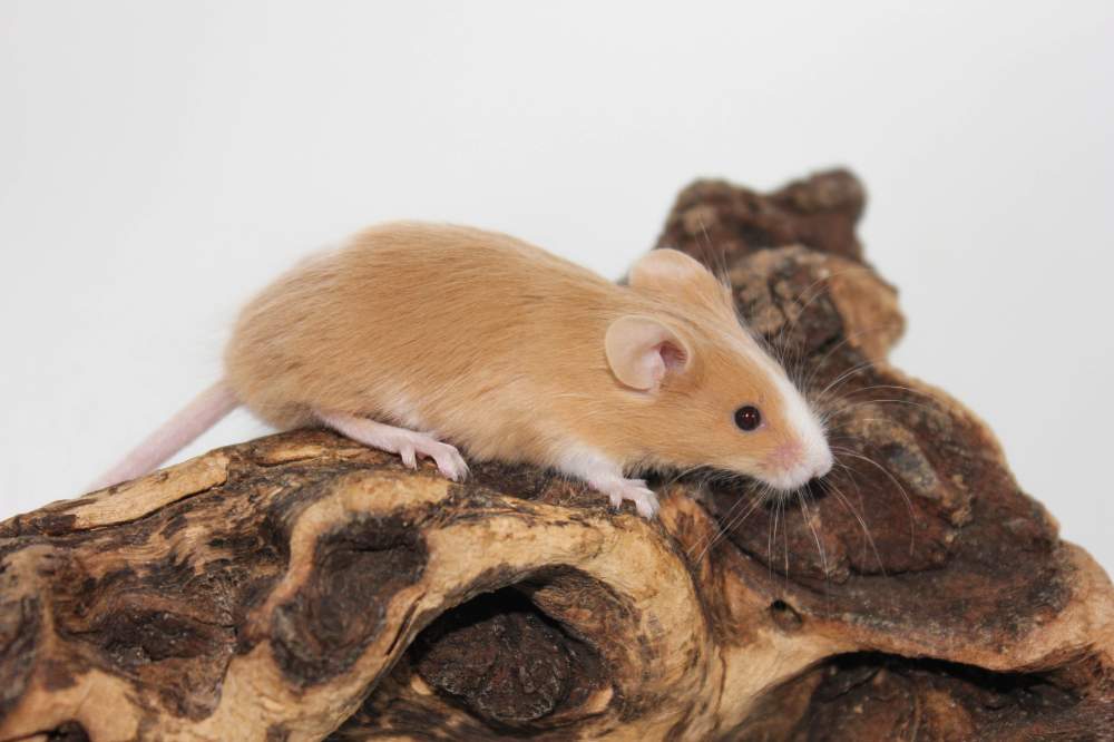 Fancy mouse Available for rehoming Mus musculus 