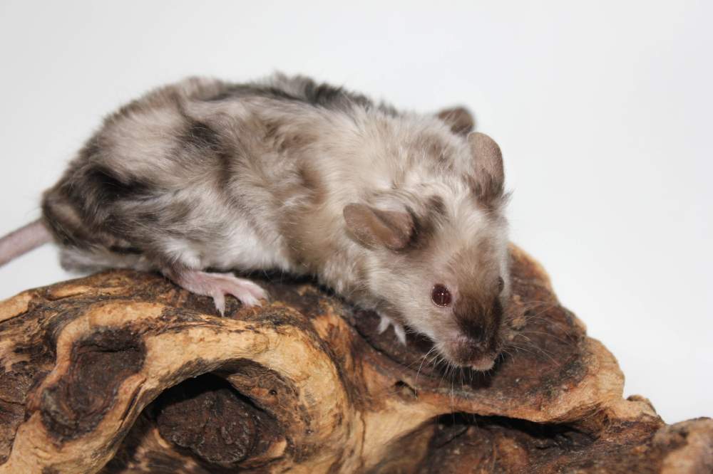 Fancy mouse Breeder Mus musculus 