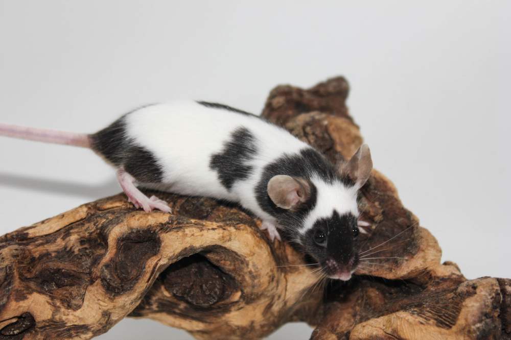 Fancy mouse Breeder Mus musculus 