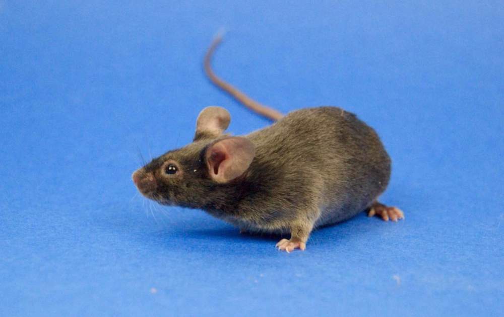 Fancy mouse Retired Mus musculus 