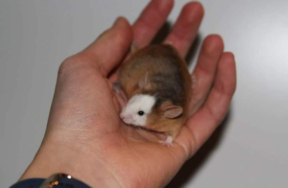 Fancy mouse Retired Mus musculus 