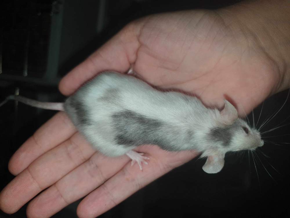 Fancy mouse Retired Mus musculus 