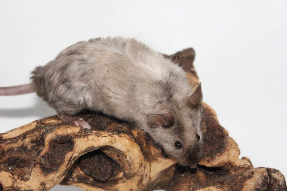 Fancy mouse Breeder Mus musculus 