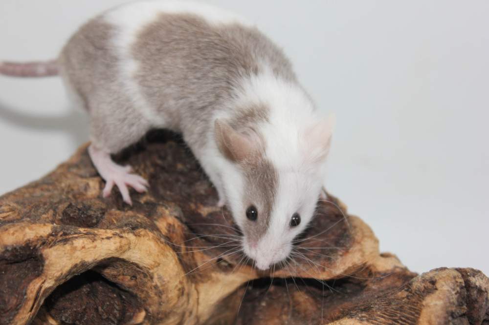 Fancy mouse Pet only Mus musculus 