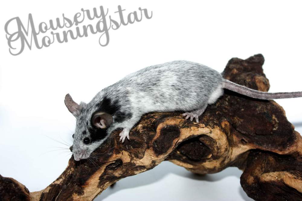 Fancy mouse Retired Mus musculus 