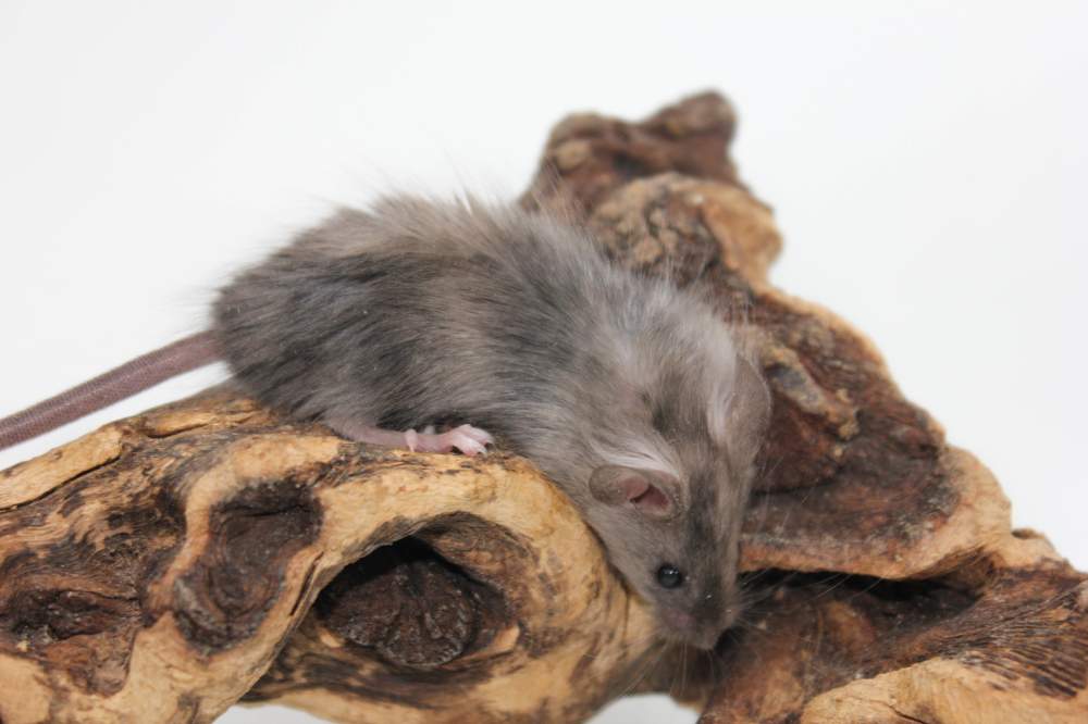 Fancy mouse Found Mus musculus 