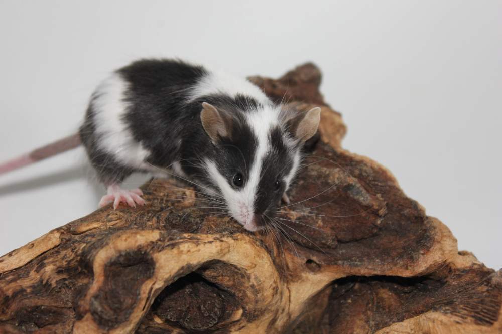 Fancy mouse Breeder Mus musculus 
