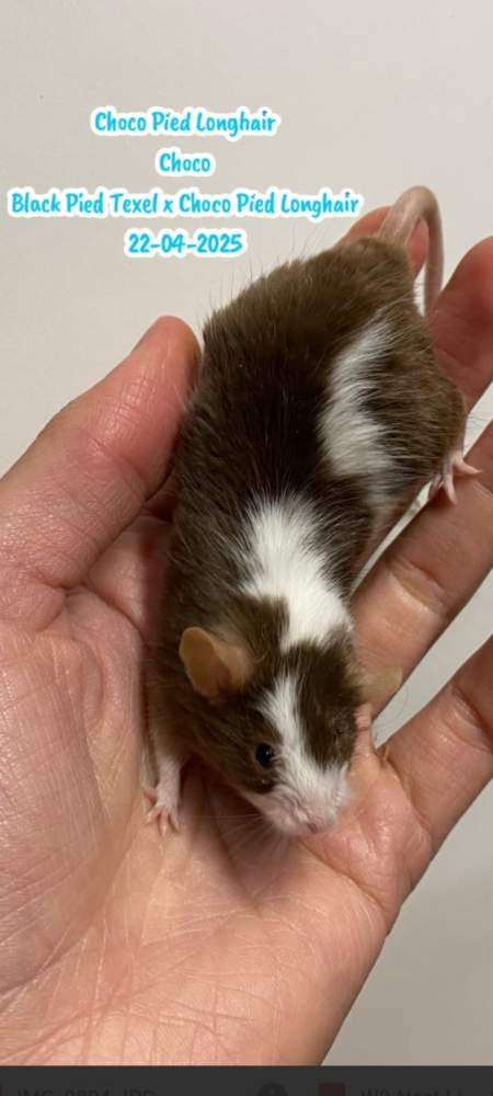 Fancy mouse Breeder Mus musculus 