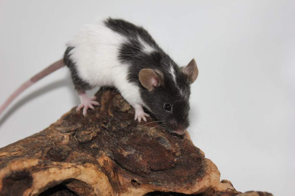 Fancy mouse Breeder Mus musculus 