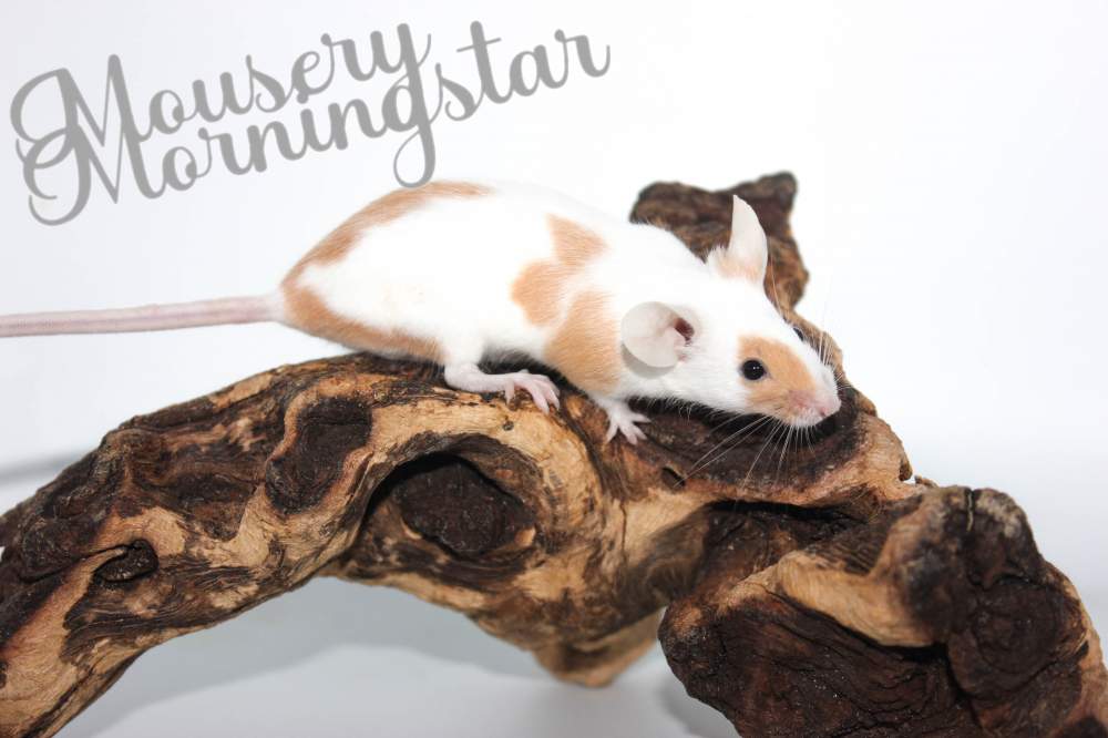 Fancy mouse Retired Mus musculus 