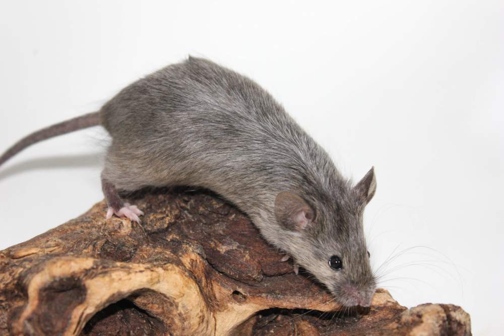 Fancy mouse Breeder Mus musculus 