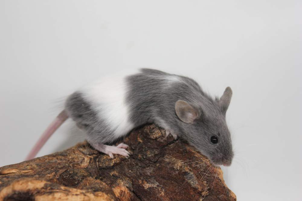 Fancy mouse Breeder Mus musculus 