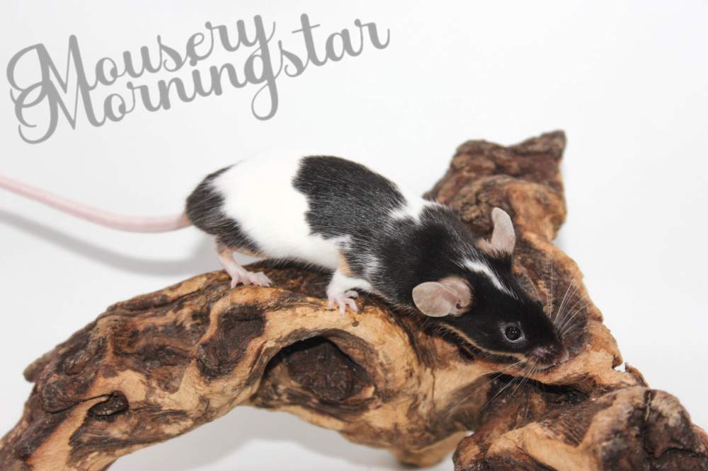Fancy mouse Pet only Mus musculus 
