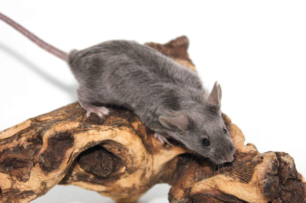 Fancy mouse Breeder Mus musculus 