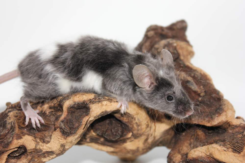 Fancy mouse Breeder Mus musculus 