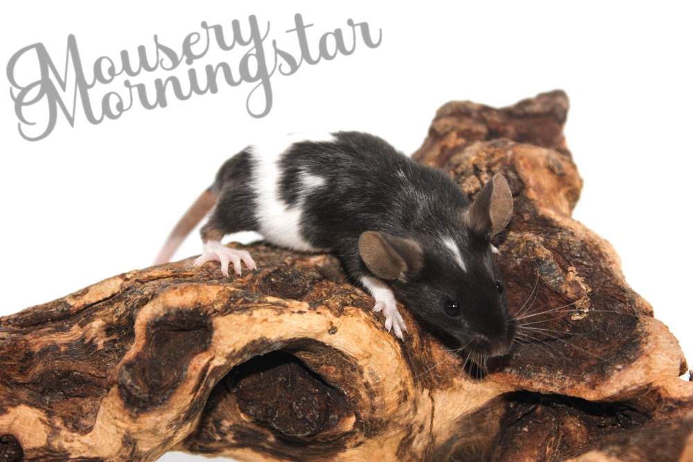 Fancy mouse Retired Mus musculus 
