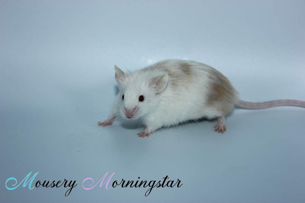 Fancy mouse Pet only Mus musculus 