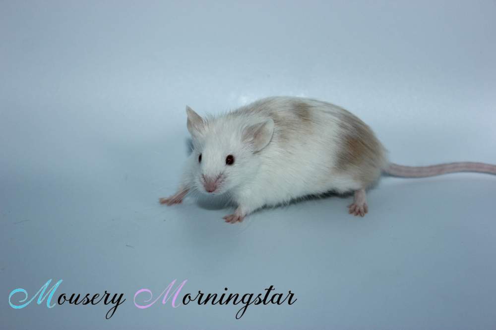 Fancy mouse Owned by other Mus musculus 