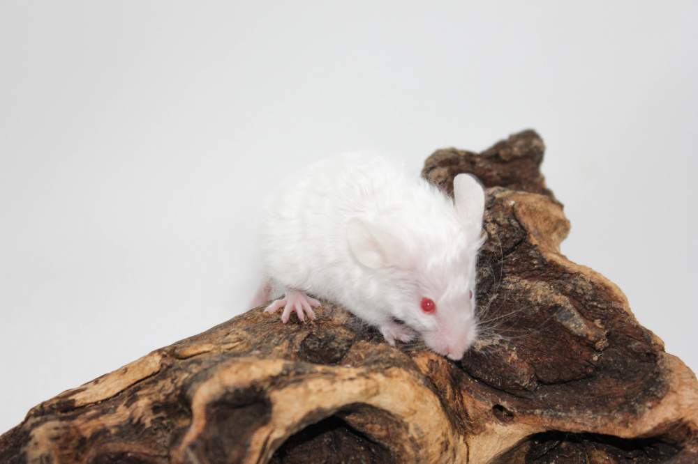 Fancy mouse Pet only Mus musculus 