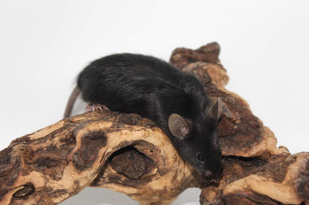 Fancy mouse Breeder Mus musculus 