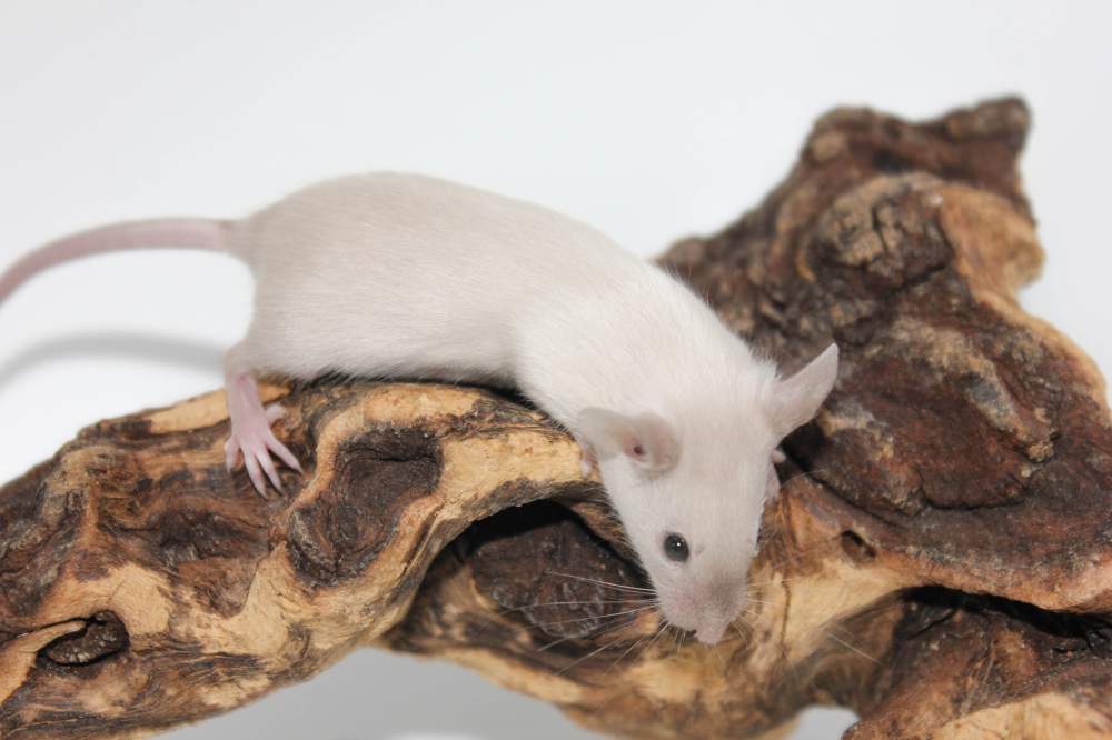 Fancy mouse Breeder Mus musculus 