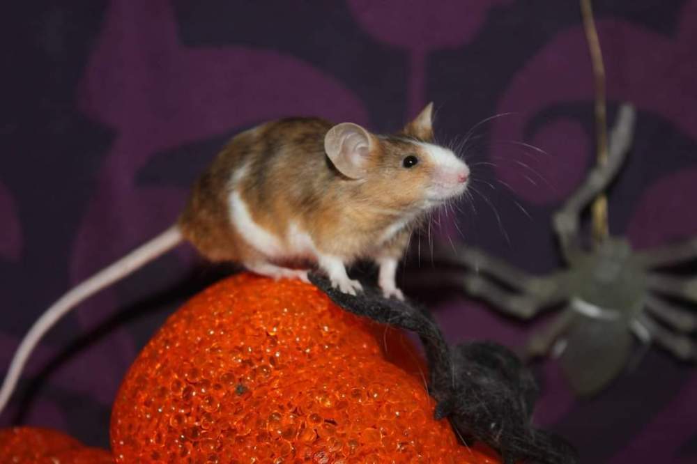 Fancy mouse Retired Mus musculus 