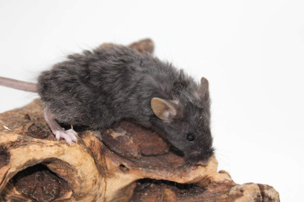 Fancy mouse Breeder Mus musculus 