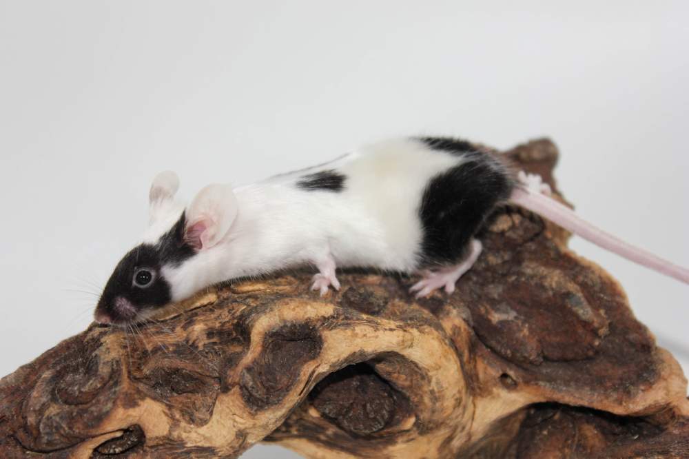 Fancy mouse Breeder Mus musculus 