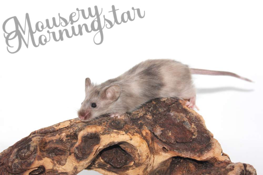 Fancy mouse Retired Mus musculus 