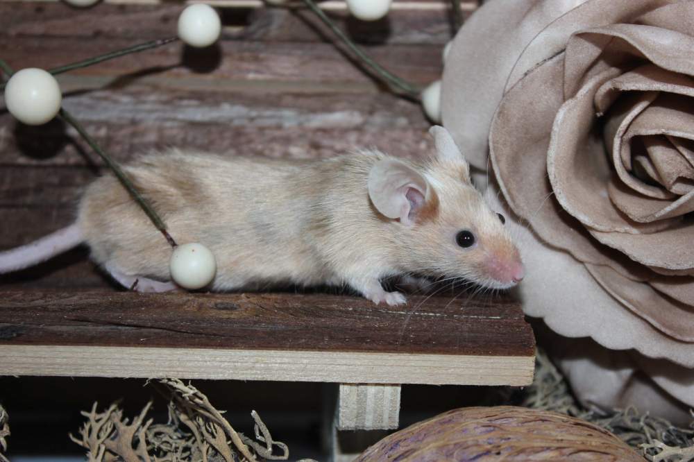 Fancy mouse Retired Mus musculus 