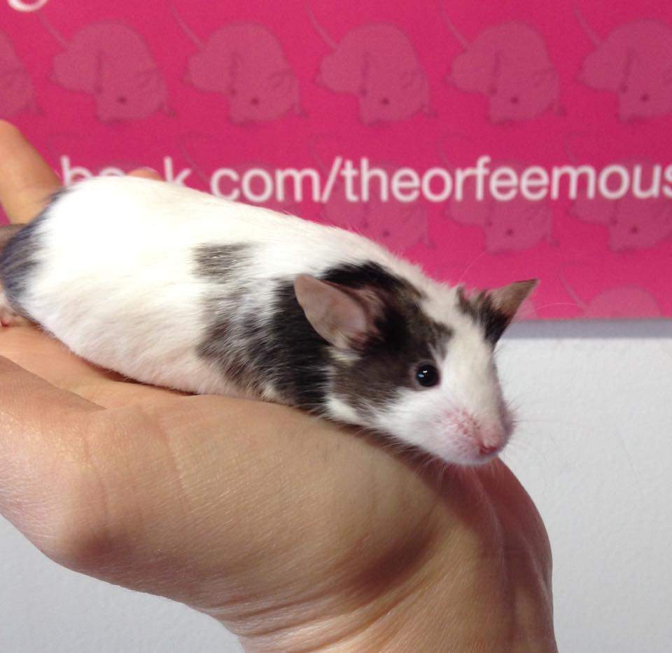 Fancy mouse Retired Mus musculus 