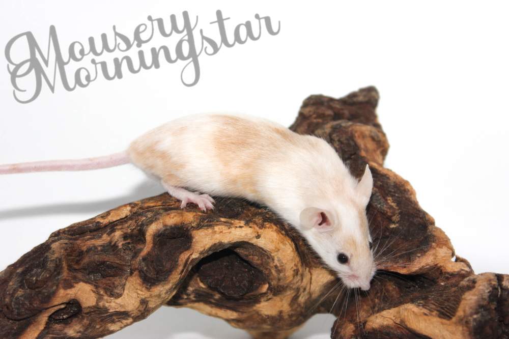 Fancy mouse Pet only Mus musculus 