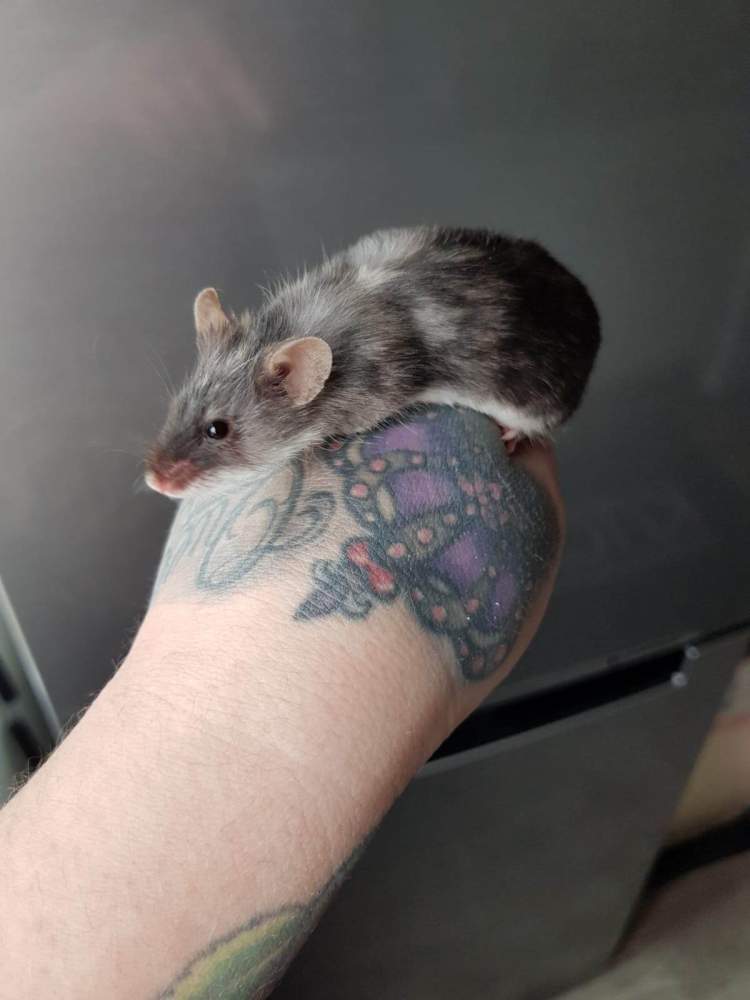 Fancy mouse Pet only Mus musculus 