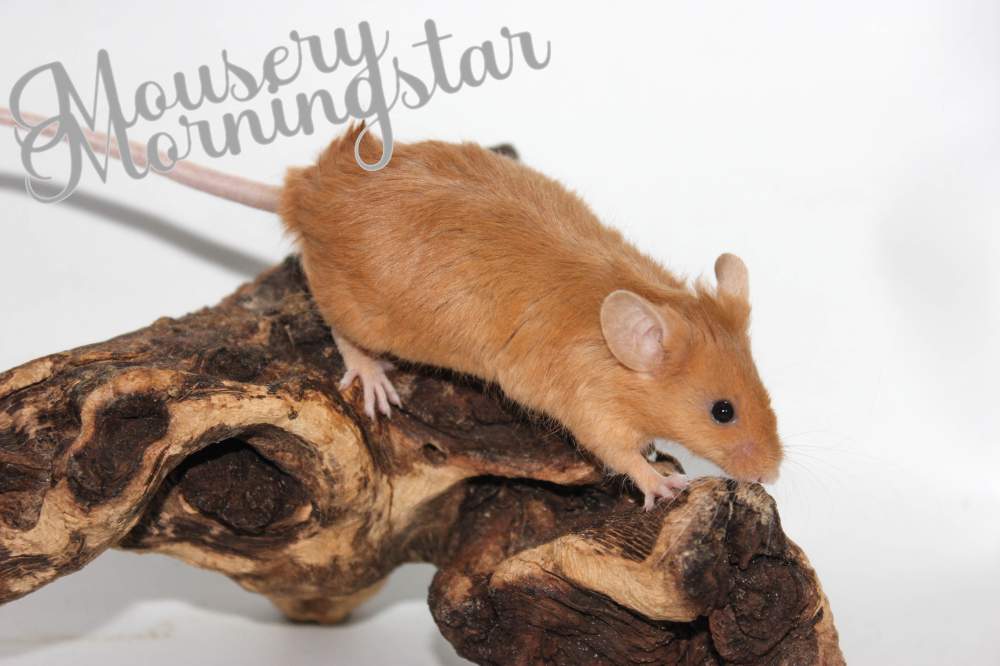 Fancy mouse Retired Mus musculus 