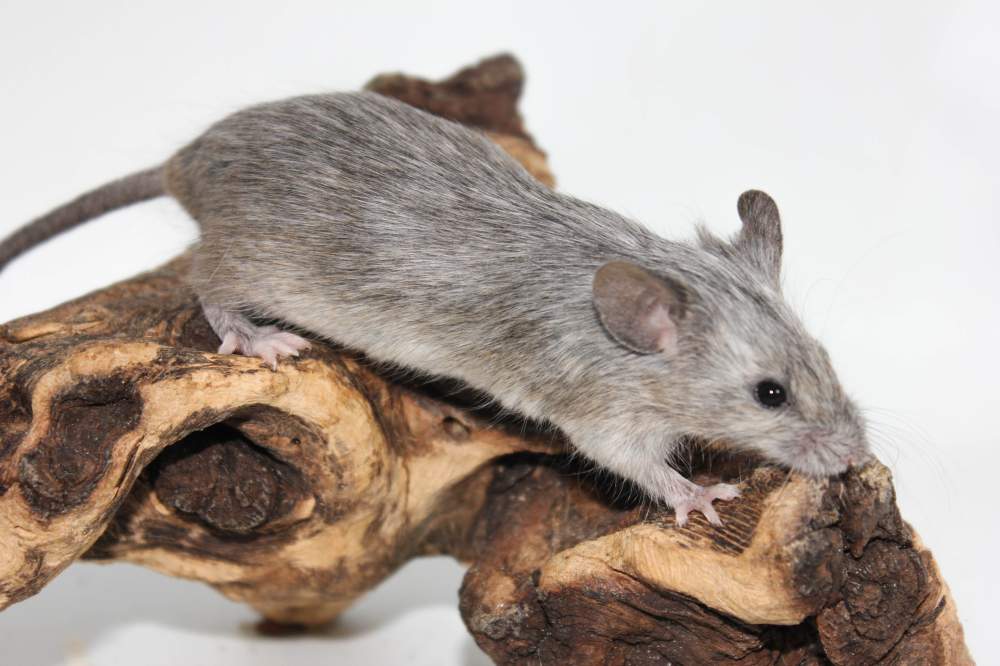 Fancy mouse Breeder Mus musculus 