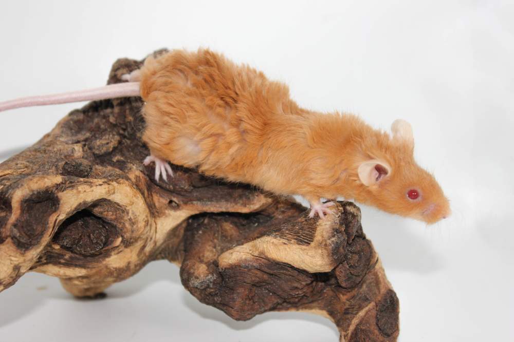 Fancy mouse Rehomed Mus musculus 