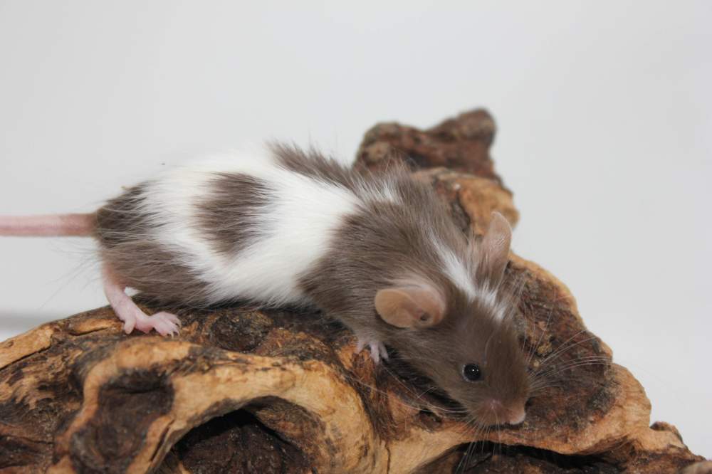 Fancy mouse Available for rehoming Mus musculus 
