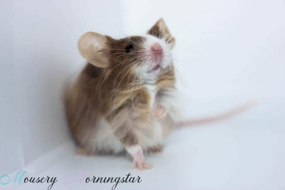 Fancy mouse Retired Mus musculus 