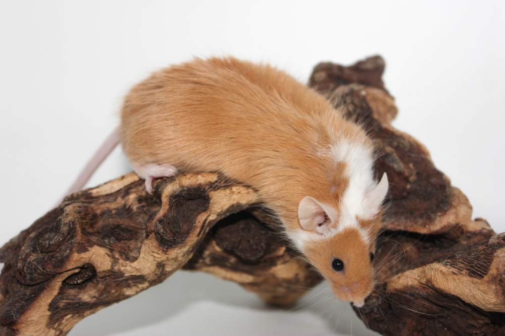 Fancy mouse Retired Mus musculus 