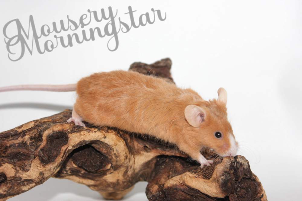 Fancy mouse Pet only Mus musculus 