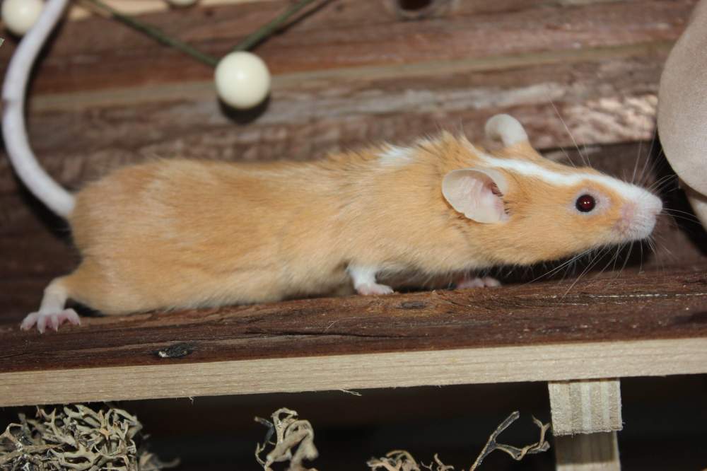 Fancy mouse Retired Mus musculus 