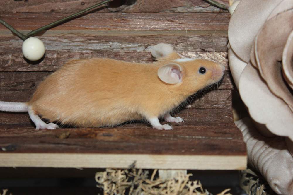 Fancy mouse Retired Mus musculus 