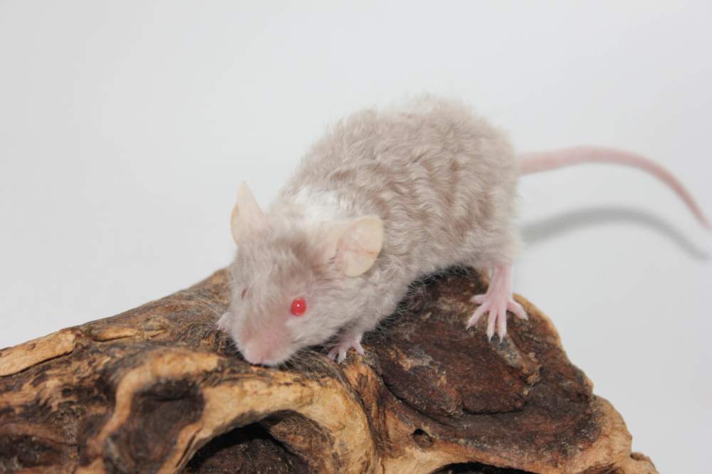 Fancy mouse Breeder Mus musculus 