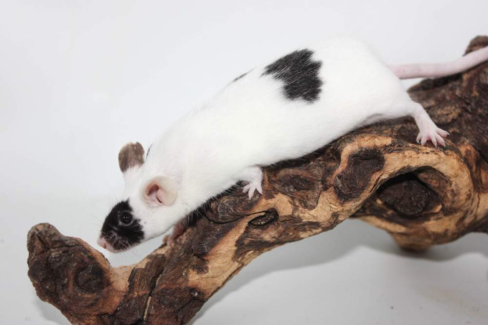 Fancy mouse Retired Mus musculus 